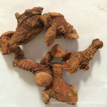 New product Wholesale alpinia galangal with competitive price